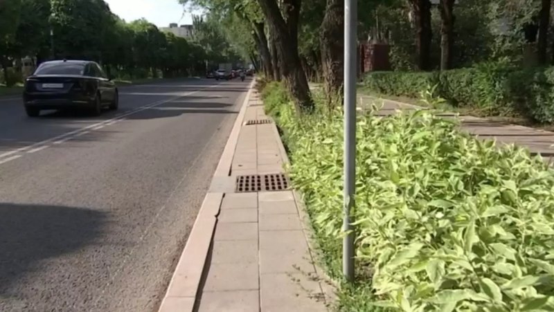 Экологи проверят последствия решения акимата Алматы