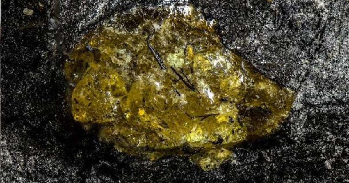  Қытайдан 385 миллион жылдық тарихы бар кәріптас табылды 