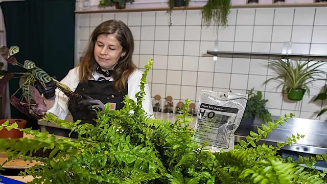 Бөлме гүлдерінің де ауруханасы бар: Шотландияда өсімдіктерді «емдейтін» ерекше орталық ашылды