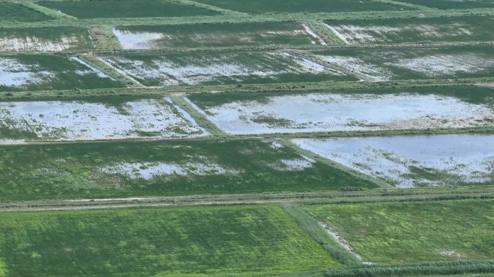 Кукуруза вместо риса: в Кызылординской области меняют структуру посевов