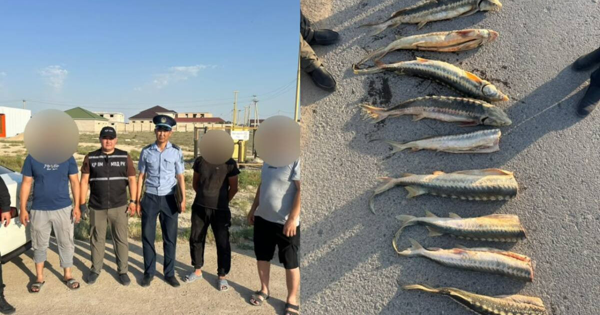  Маңғыстауда 30 келіден астам бекіре балығын заңсыз тасымалдаған азаматтар ұсталды 
