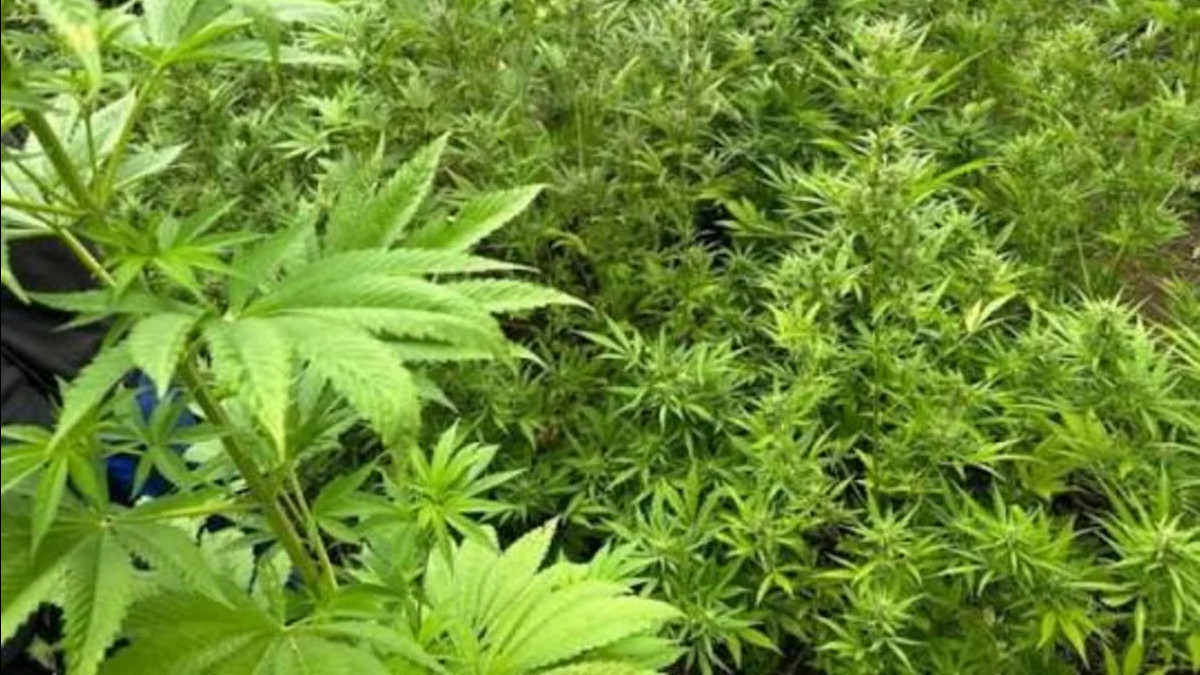 В Азербайджане за сутки уничтожено свыше тонны дикорастущей конопли