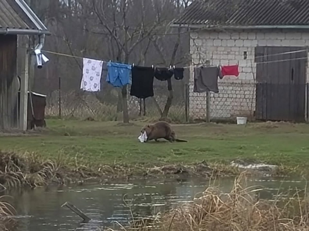Бобр-фетишист ворует у мужчины нижнее белье