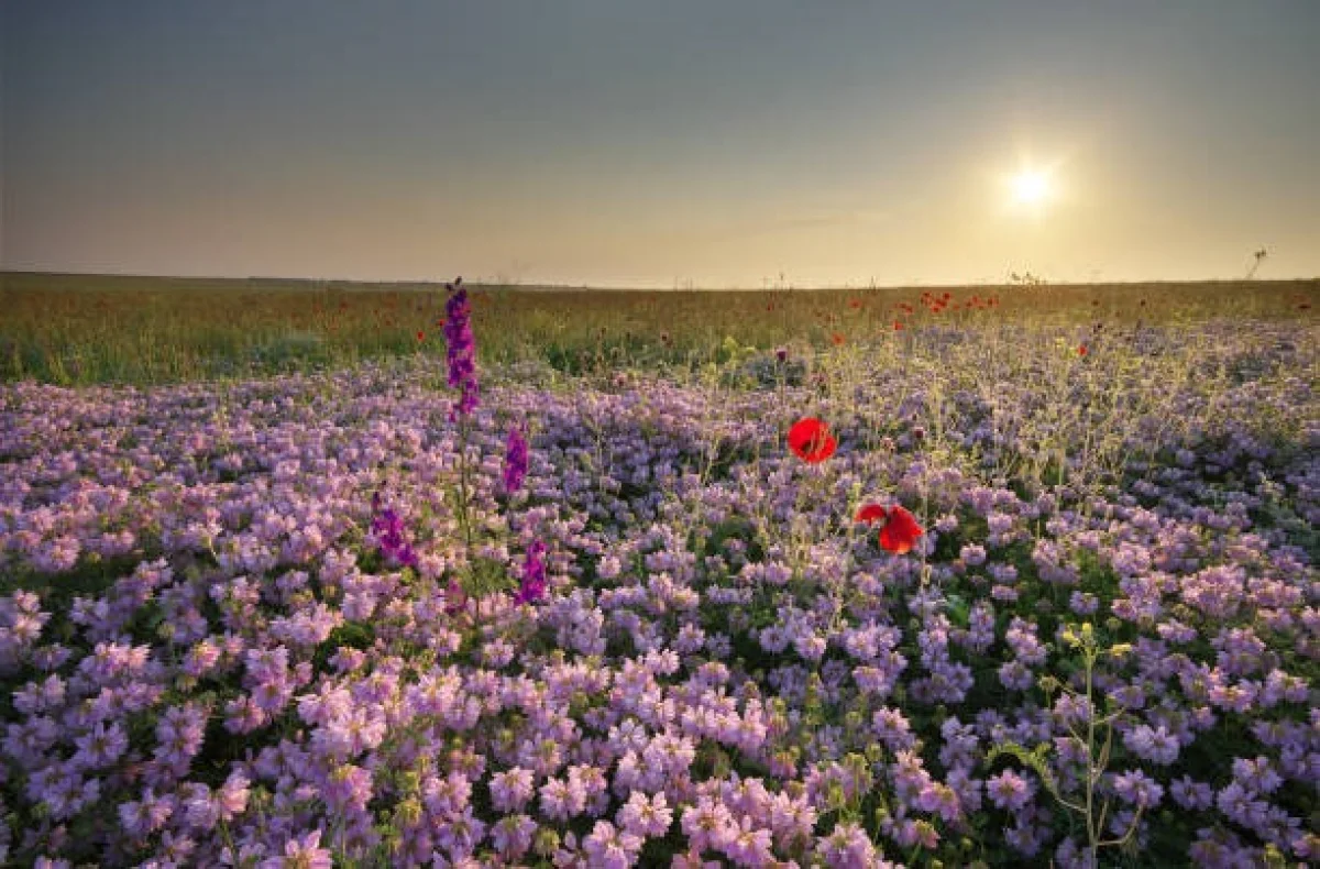Қазақстанның оңтүстігі мен батысында аптап ыстық сақталады