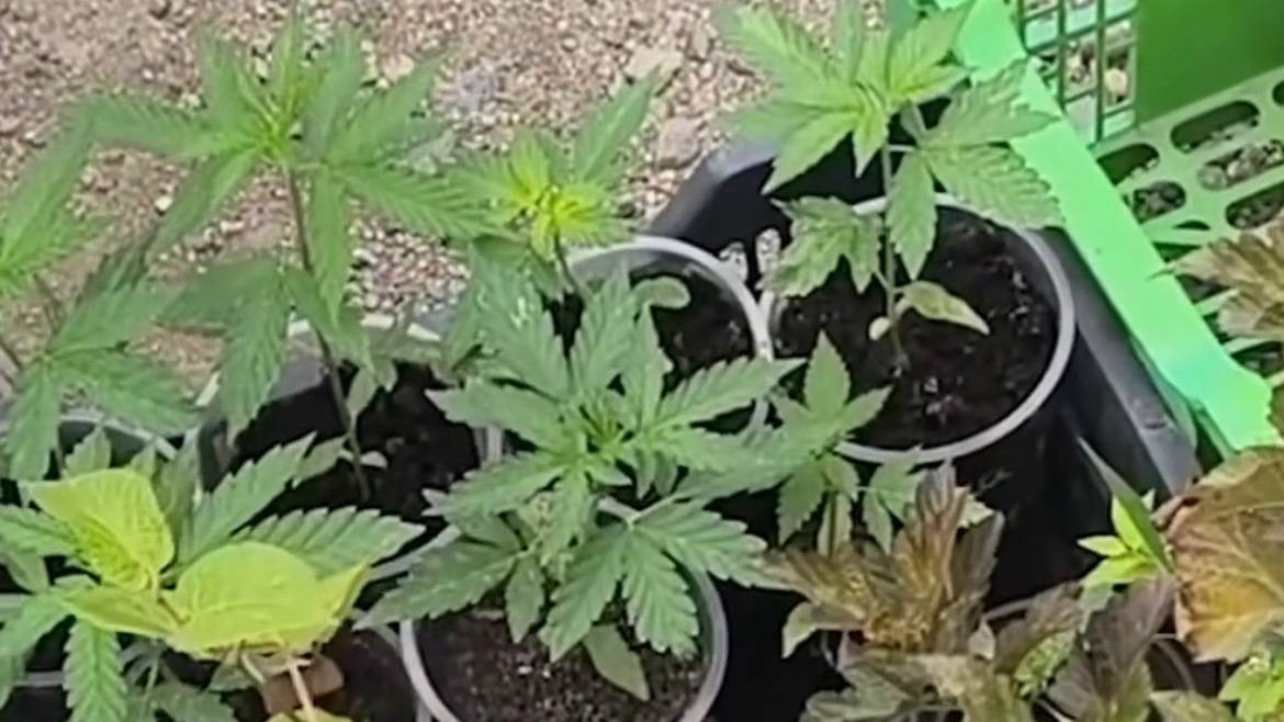 Наркоплантацию с десятками кустов конопли обнаружили на частном участке в Алматы