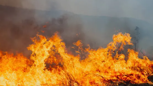 Елімізде бір тәулікте 5 орман өрті тіркелді