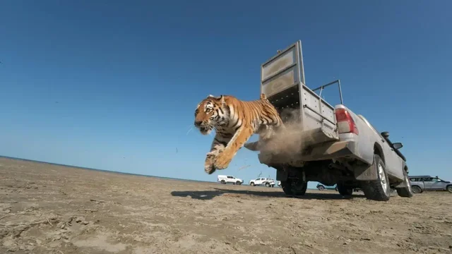 «70 жылдан кейін алғаш рет». Қазақстанда Амур жолбарысы тарихи мекеніне жіберілді