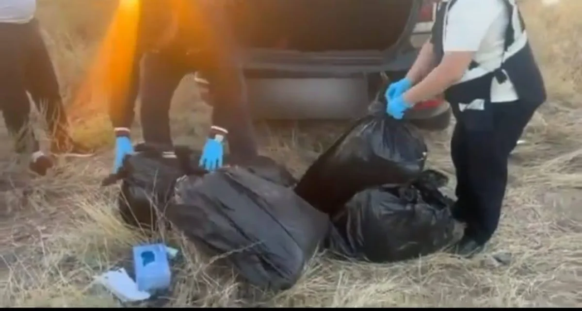Жамбыл облысында Алматыға 43 келіден астам марихуана жеткізбек болған тұрғын ұсталды