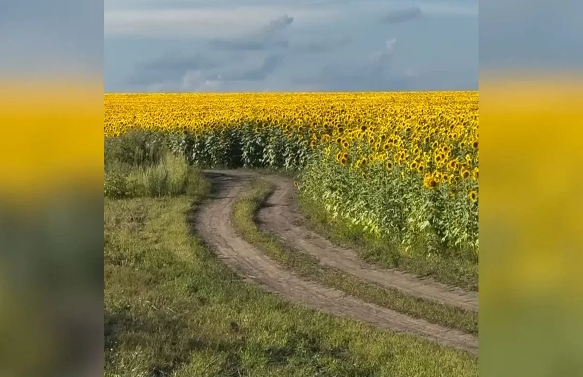Красота со штрафом: фотосессии на подсолнуховых полях обернулись наказанием