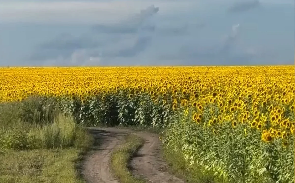 Күнбағыс алқабындағы әдемі кадр: 25 жүргізуші әкімшілік жауапкершілікке тартылды