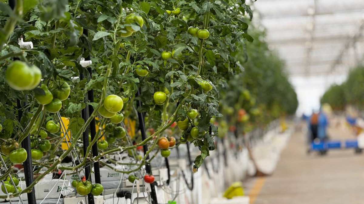 Казахстан увеличит экспорт продукции АПК: поставки достигли $7 млрд
