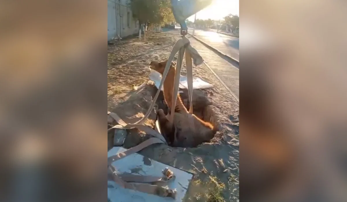 Упавшего в колодец верблюда спасли в Аральске (ВИДЕО)