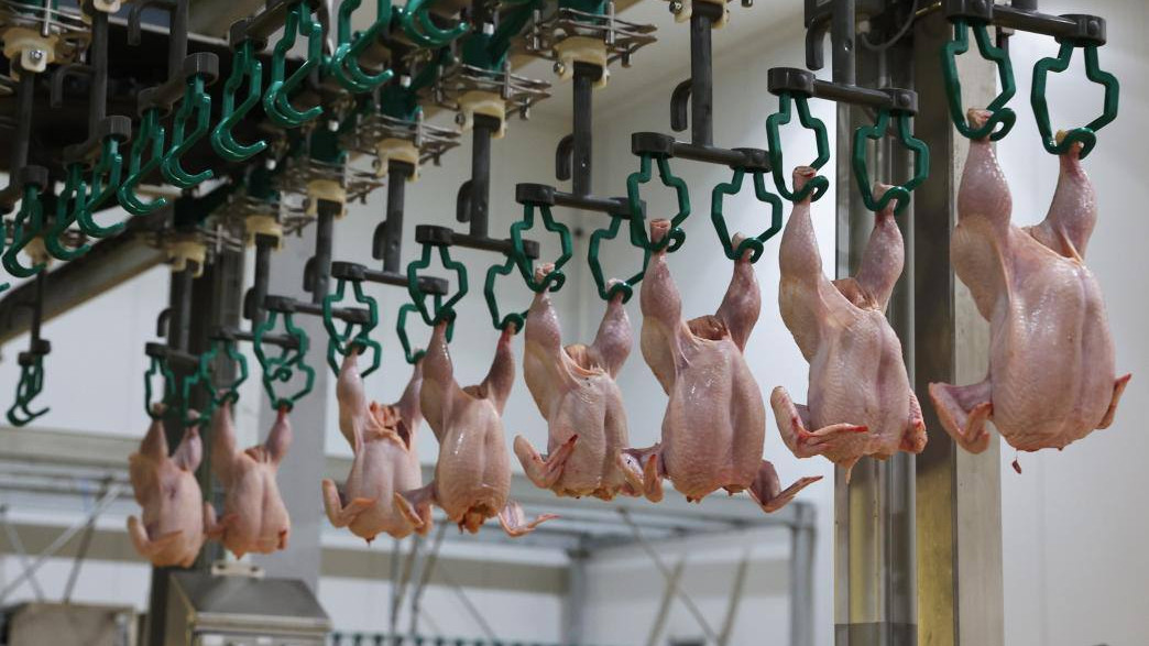 Доля казахстанского мяса птицы на внутреннем рынке выросла до 78%