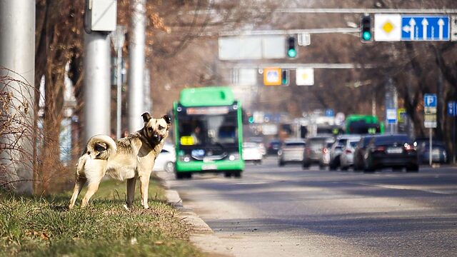 Алматыда Жандосов көшесінің бір бөлігінде уақытша шектеу енгізіледі
