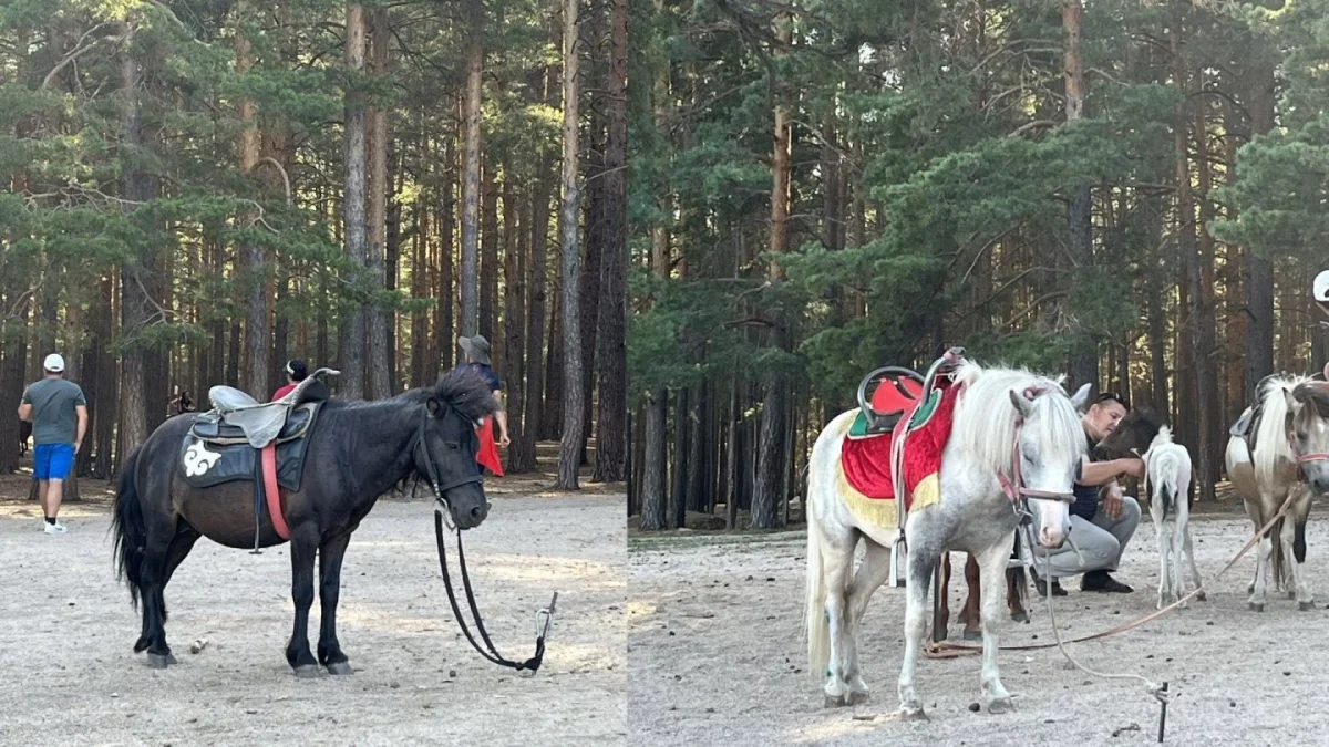 Бурабайда ашыққан понилер туристерді серуендетіп жүр