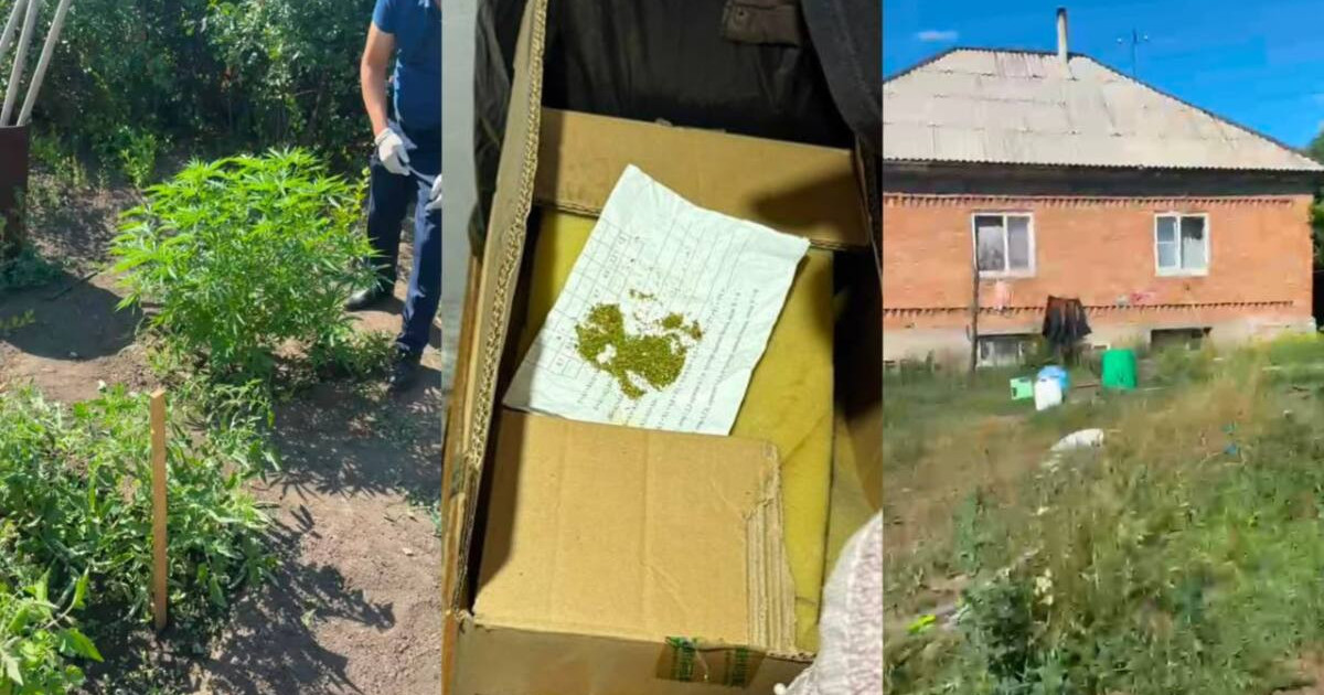  Өскеменде полиция жылыжайда есірткі өсірген тұрғынды ұстады 