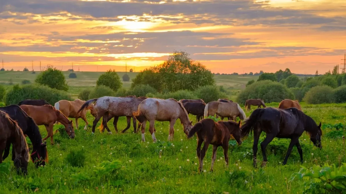 Қызылорда облысында жылқылар белгісіз аурудан қырылып жатыр