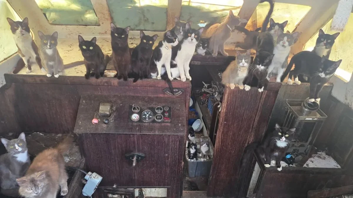Полицейские нашли десятки кошек на заброшенной лодке