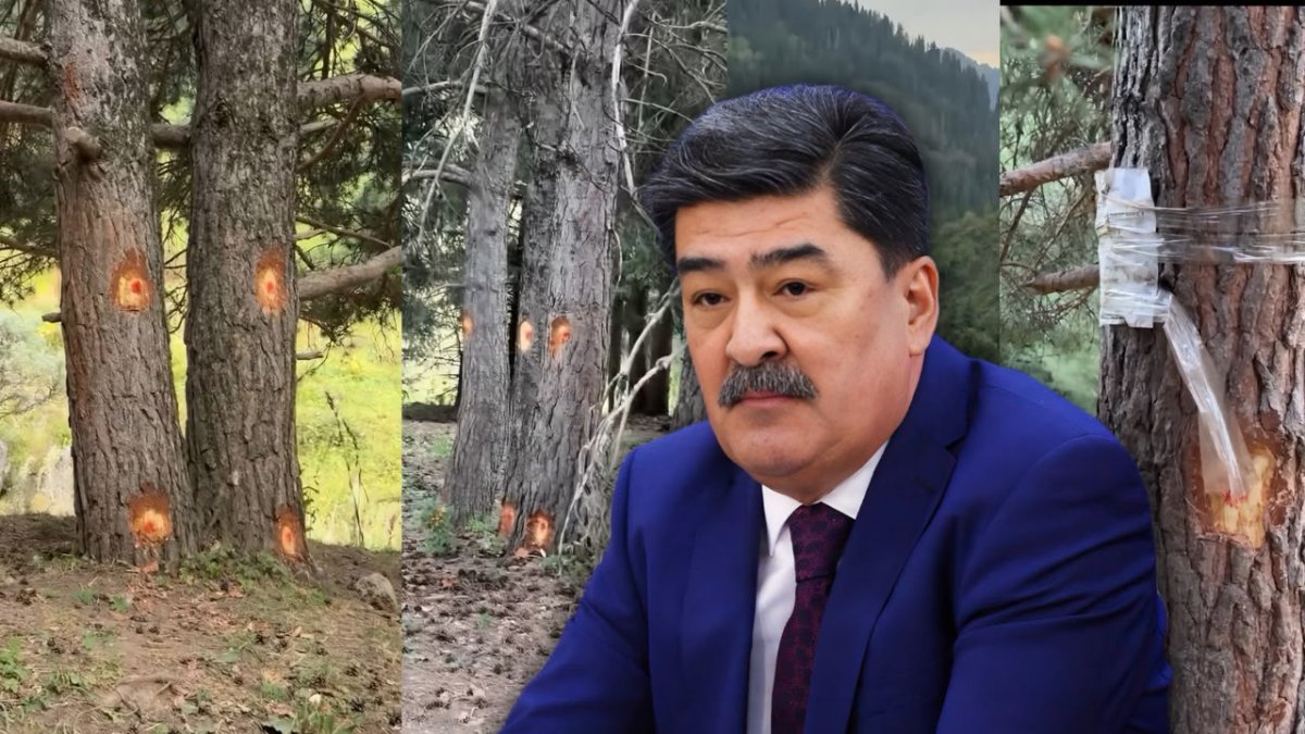 "Қалай ғана көздеріңіз қиды?": Іле-Алатауында ағаштар оталғалы жатыр