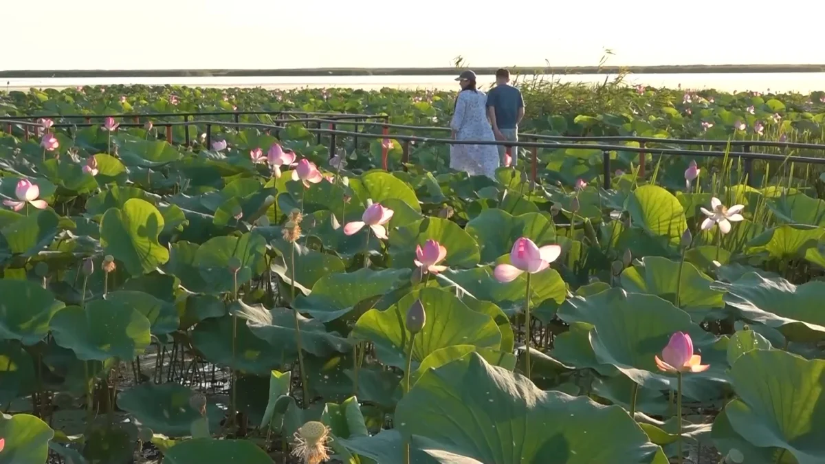 LOTUS FEST-2026: Атырау обылысына биыл 50 мыңнан аса қонақ келді