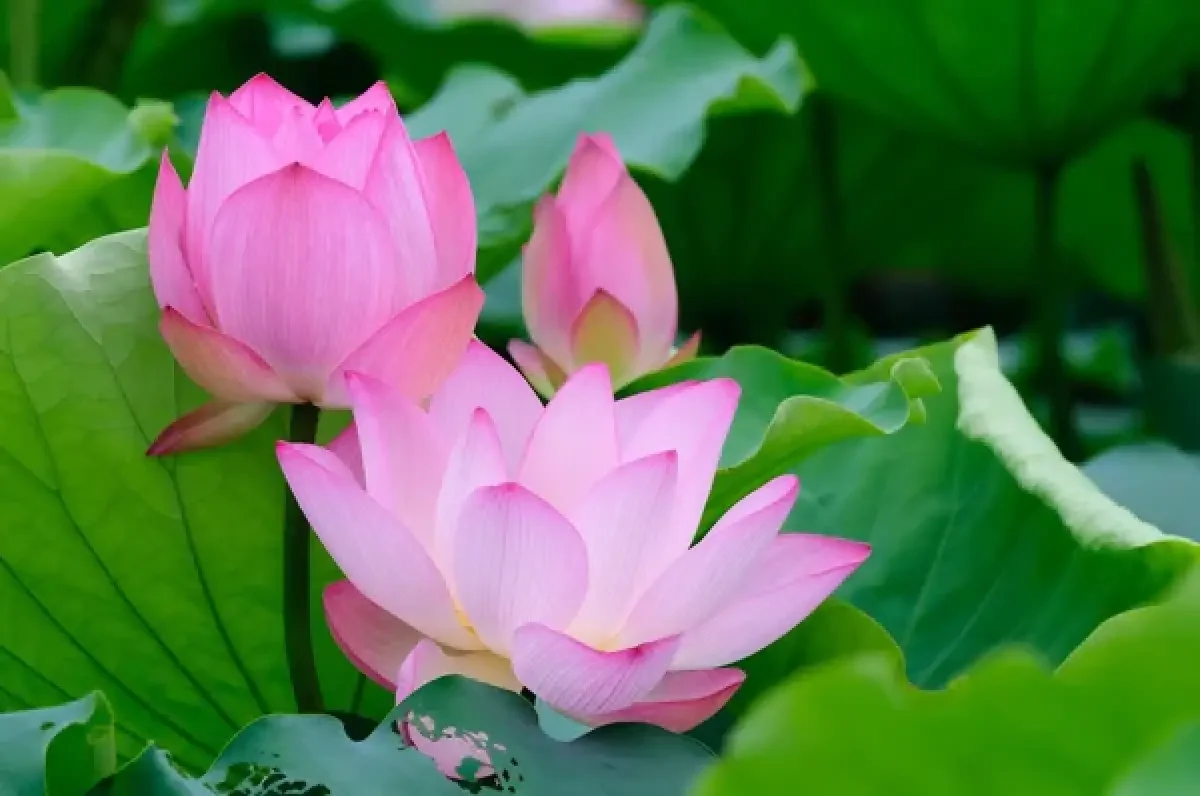 Атырау облысында Lotus Fest-2026 фестиваліне екі күнде 40 мыңнан астам адам қатысты