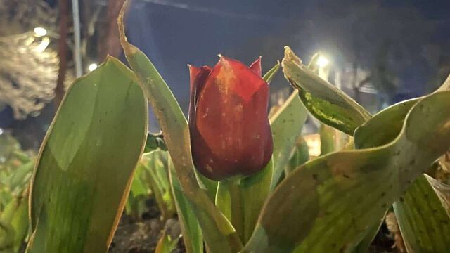 Жабайы қызғалдақты жұлғандарға қандай жаза бар? Министрлік ескертті