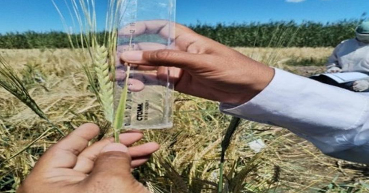   Қазақстандық ғалымдар арпаның жаңа сортын өсіріп шығарды   