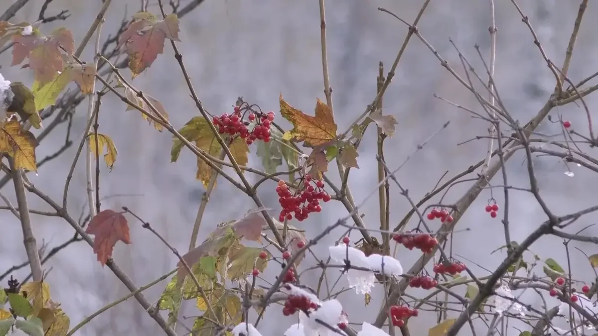 Қар жауып, үсік жүреді: елімізде қай аймақта күн суытады
