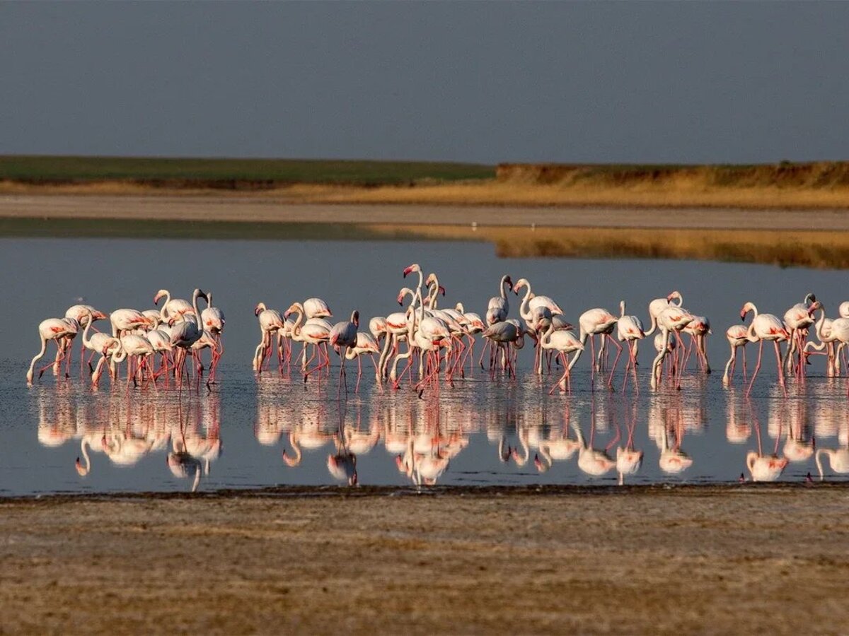 Қорғалжын төрінде «Flamingo Fest» өтеді