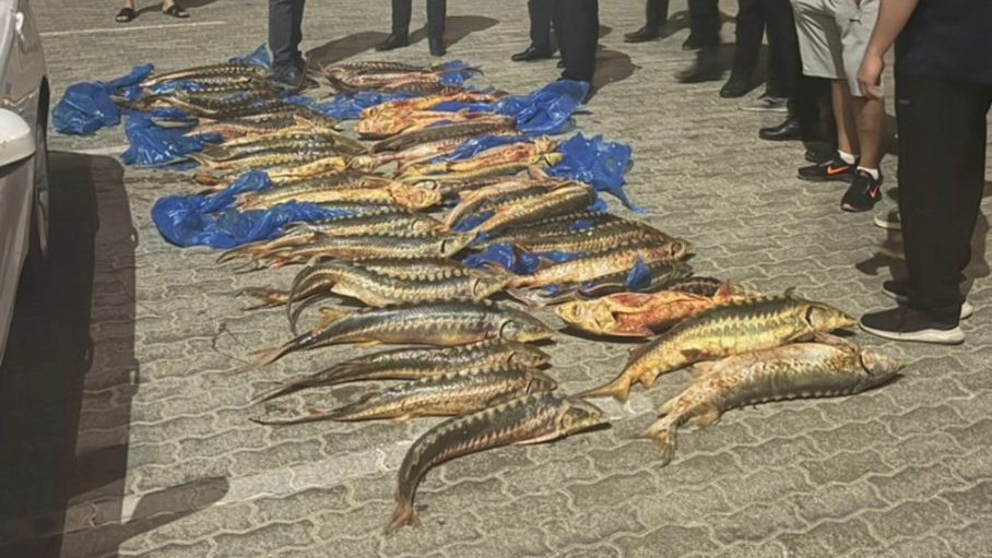 Маңғыстауда көліктің жүксалғышынан 205 келі бекіре табылды