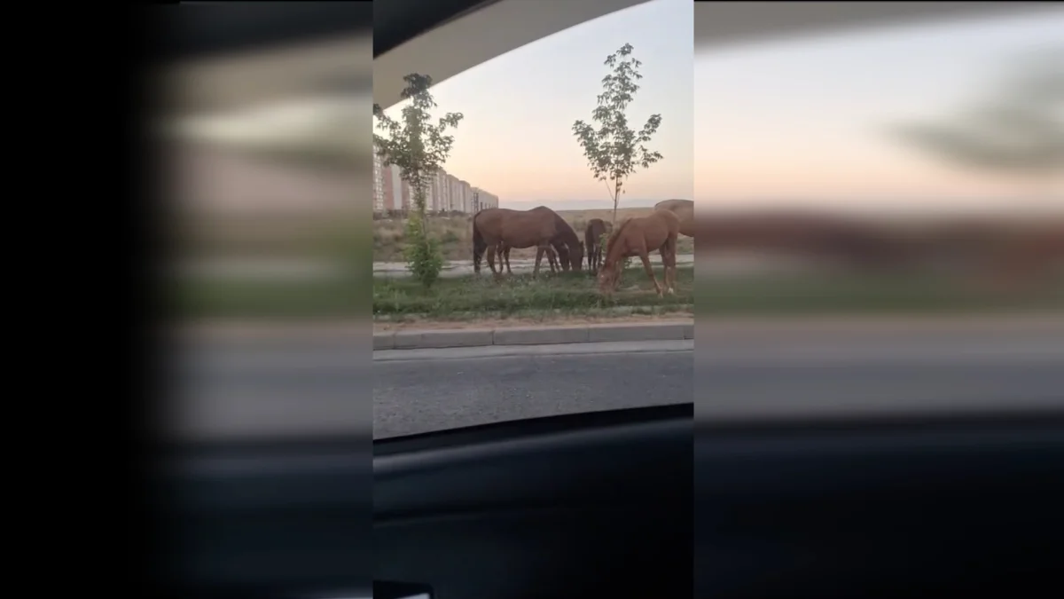 Шымкентте көпқабатты үйлердің маңында жылқы жайылып жүр: тұрғындар наразылық білдірді