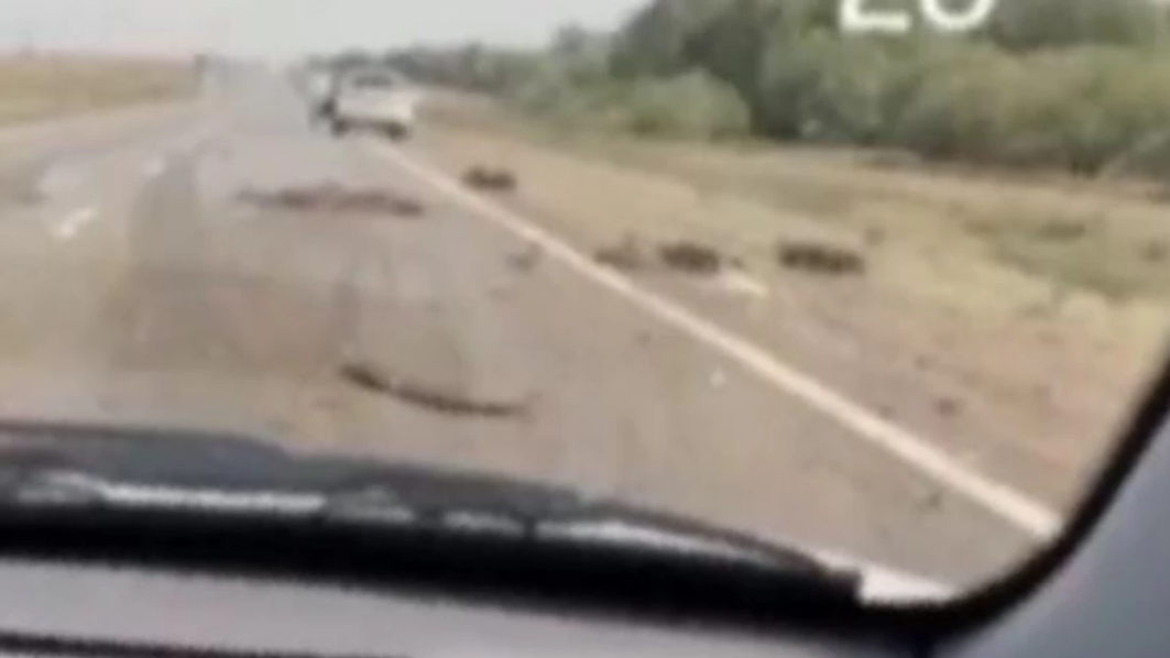Павлодарда көлік бір отар қойды қағып кетті