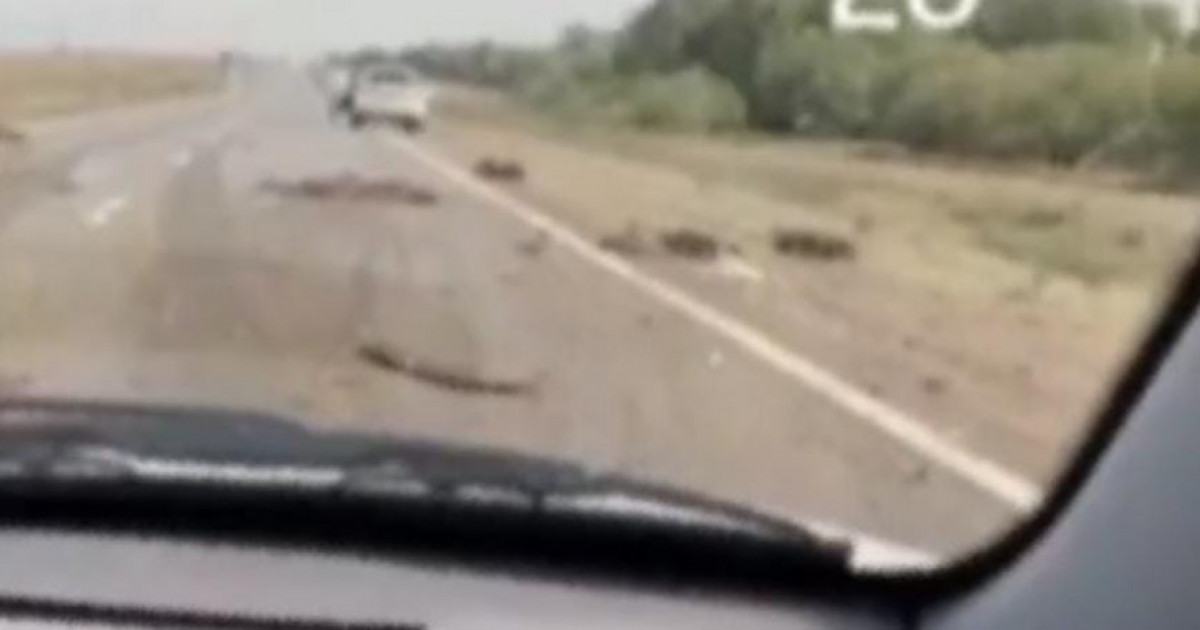  Павлодарда көлік бір отар қойды қағып кетті 