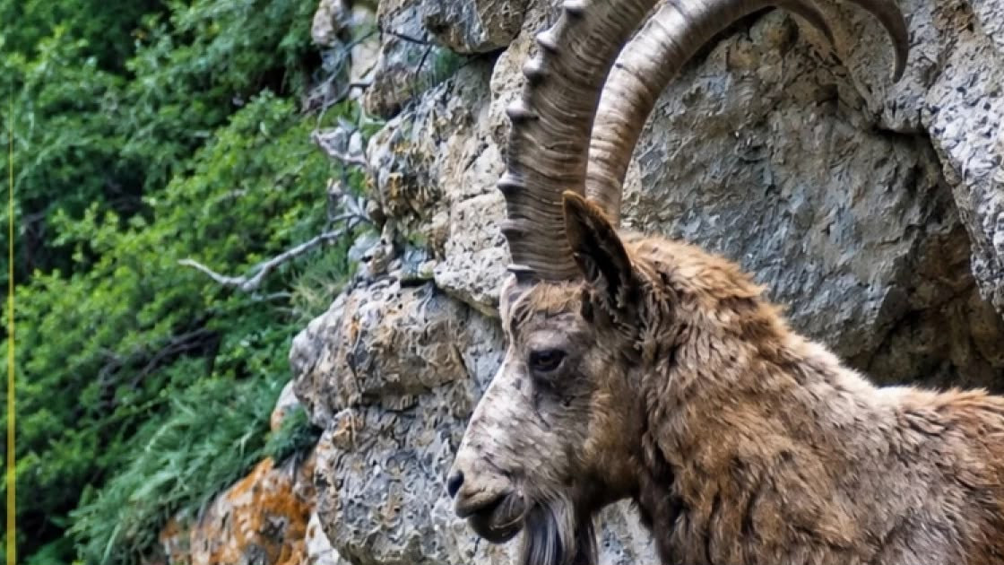 Алматы қорығында Сібір тауешкісі фототұзаққа түсіп қалды