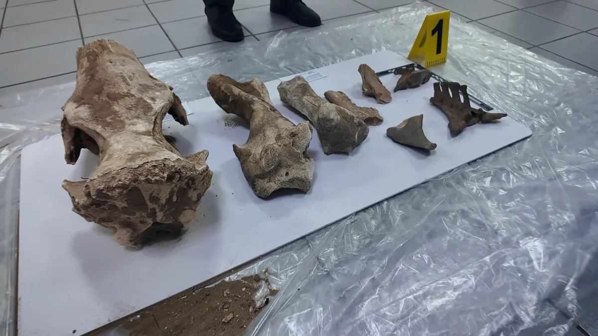 Человеческие черепа и останки носорога обнаружены при строительстве моста в СКО