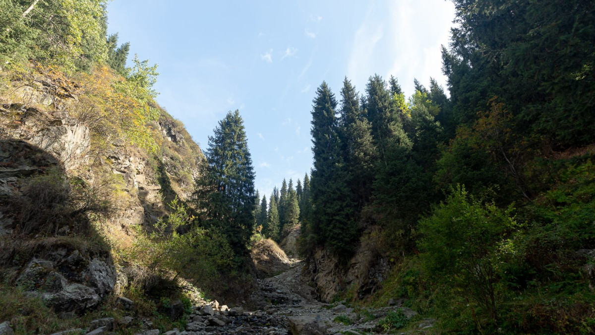 Kazakh Tourism Development сделал заявление о вырубке деревьев