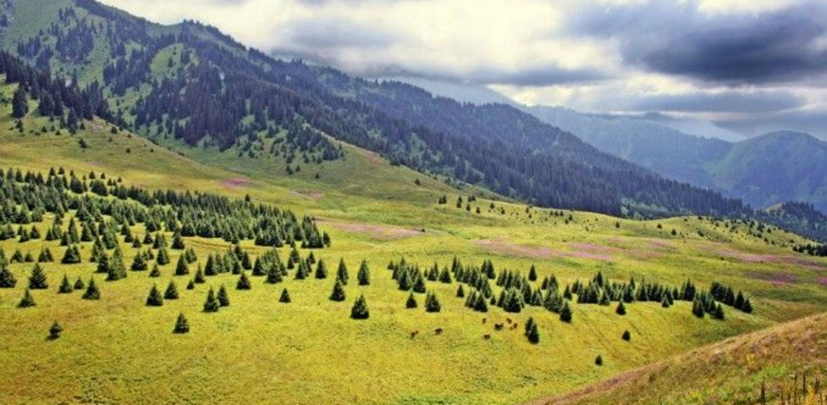 «Ни одного дерева»: в Kazakh Tourism Development ответили на скандальное видео с Кок-Жайлау