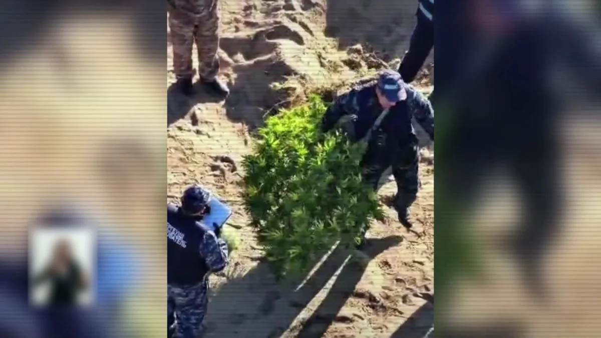 Жамбыл облысында заманауи суару жүйесімен жабдықталған есірткі плантациясы анықталды