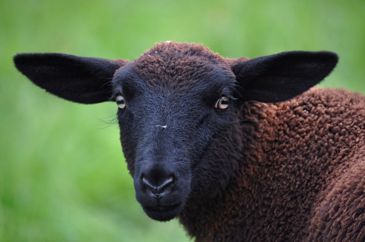 70-летняя апашка подняла барана весом 30 кг 40 раз на фестивале в ВКО