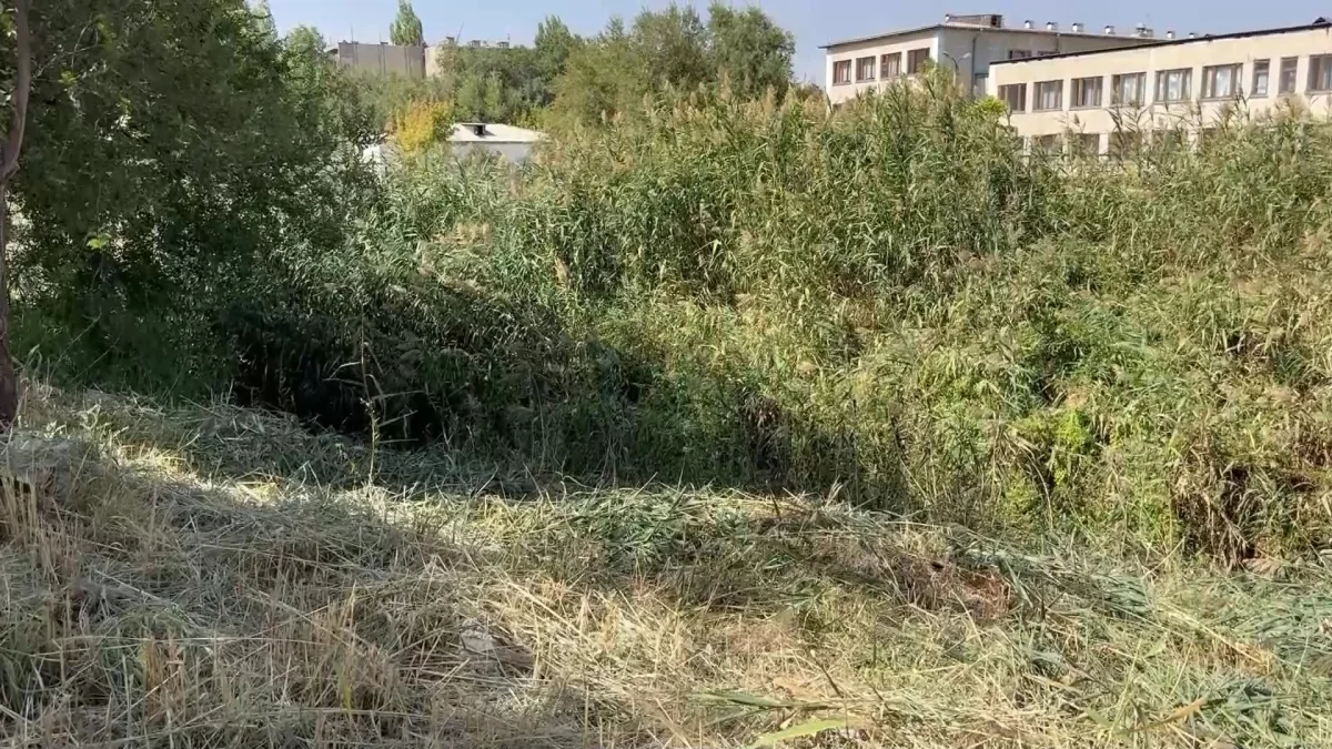 Қалың қамыс арасынан мәйіттер табылған