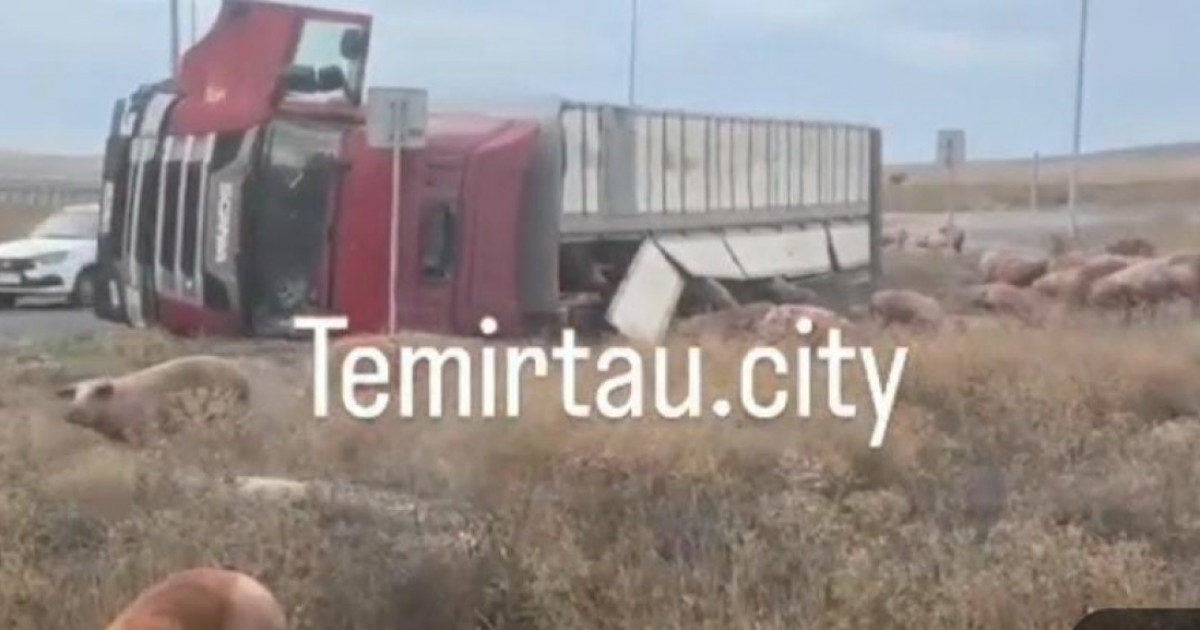  Қарағанды облысында 200-ге жуық шошқа тиелген жүк көлігі жол апатына түсті 
